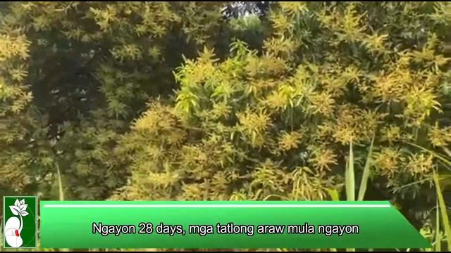 Virginia Mango farm, trial test , more flowers and pollinators @Virginia farm, Astorias Cebu смотреть онлайн