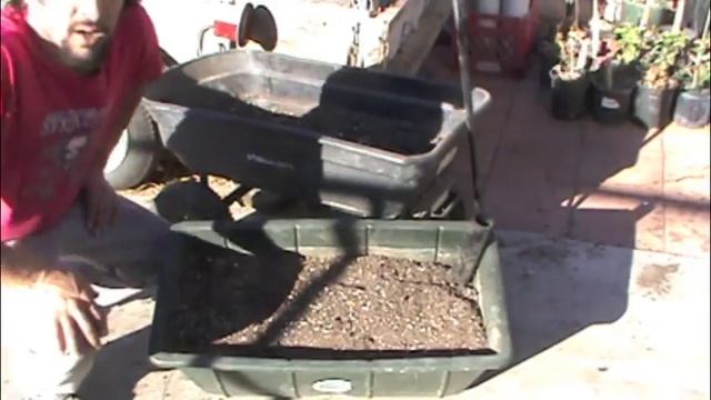 How To Plant Sugar Cane In A Container In The Desert