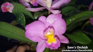 Cattleya orchid reblooming-Cattlianthe Doris and Byron 'Christmas Rose'