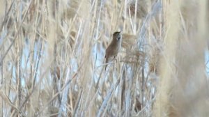 Речной Сверчок - это птица! / Grass Warbler