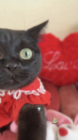 Когда очень любишь вкусняшки!😹 #котики #юмор #вкусняшки
