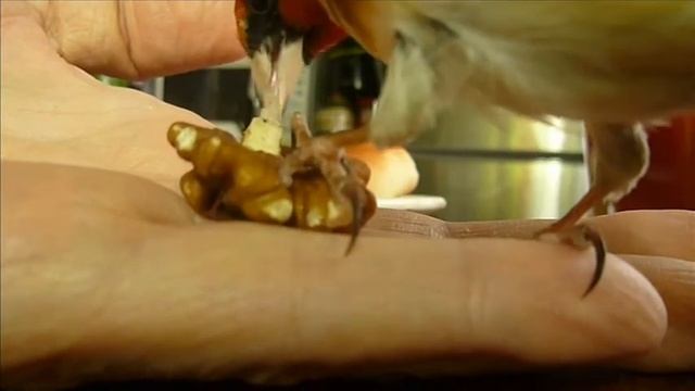 ГОЛОДНЫЙ ЗВЕРЬ. смотреть онлайн