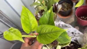 Global Green Pothos?🧐 Cutting Mixed In With A Manjula At Walmart