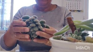 echeveria doris taylor setosa araña