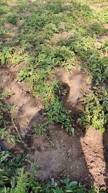 तगड़ी आलू की खेती🌱😍 #Shorts смотреть онлайн