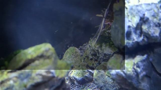 Aquarium Setup Aquascape step by step №5 Пересадка и стрижка аквариумных растений смотреть онлайн