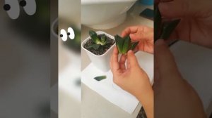 Cutting Haworthia Bayeri
