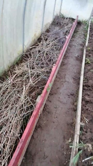 Теплая грядка под перцы , арбузы и дыни. смотреть онлайн