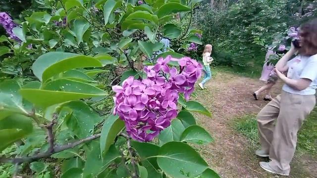 Оранжерея Ботанического сада им. Цицина. Сад сирени. Май 2024. Москва. #весна #ботаническийсад2024