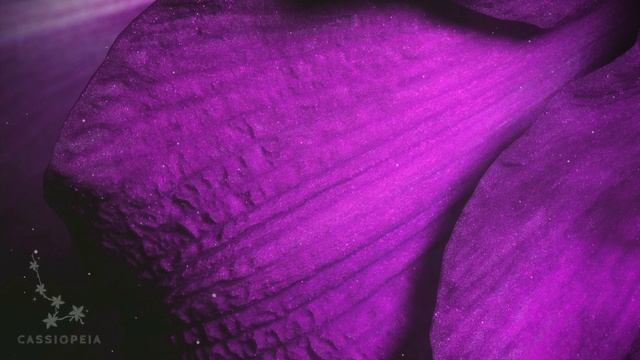 Caroline Kole - Freaking Out! (Lyrics) смотреть онлайн