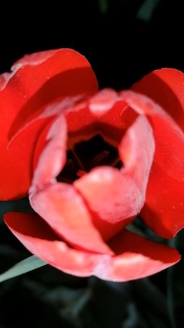 Night view of tulips #nature #tulips #flowers смотреть онлайн