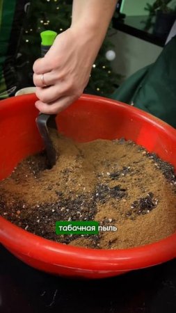 Чтобы рассада не погибла