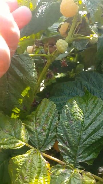 Как продается желтая малина? смотреть онлайн