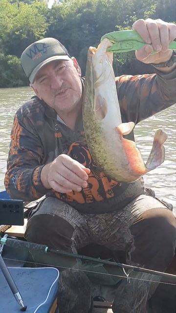 РЫБАЛКА НА СОМА НА КВОК С ВАЛЕРОЙ НА КАЗАНКЕ. РЕЦЕПТЫ СЮФ. РЫБАЛКА НА КУБАНИ #рецепты #рыбалка #еда смотреть онлайн