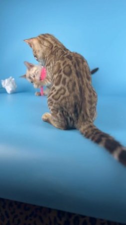 Снежные бенгальские котята