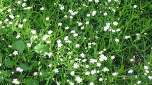 ՏԱՄԿԱԽՈՏ (мокрица)՝ մոլախոտ` բազմաթիվ օգտակար հատկանիշներով смотреть онлайн