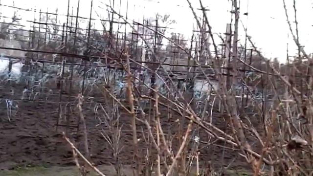 Як перезимує столовий виноград в цю загалом теплу але з перепадами температур зиму? Лютий 2018р. смотреть онлайн