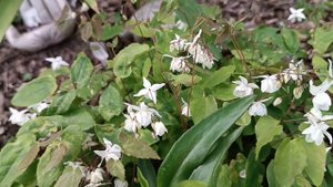 Горянки / Epimedium - сорта в моем саду! Милые эльфийские растения #Epimedium #горянки #мойсад