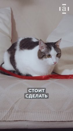 Как успокоить кошку во время течки?