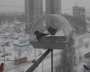 Снегири