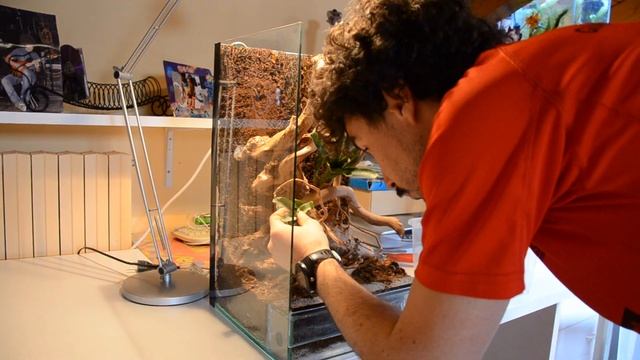 How to create a bioactive rainforest vivarium (part2) -sottotitoli in italiano- смотреть онлайн