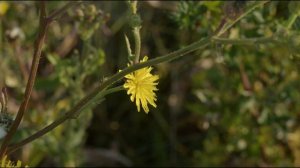 Felsőörs természeti kincsei :  Keserűgyökér  /S02E26/