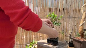 Как сформировать бонсай из магазинного материала. Фикус Ретуза. Ficus Retusa. 5.05.2024