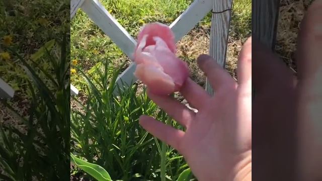 Весенняя цветомозаика в моем саду смотреть онлайн