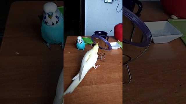 Попугай Коржик.Карелла общительный, ручной попугай!!! смотреть онлайн