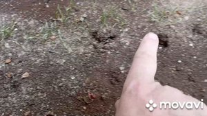 древесная зола, табачная пыль..., и немного о теплице...