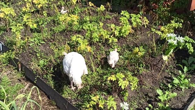 Индюки на прогулке или прополка картофеля смотреть онлайн