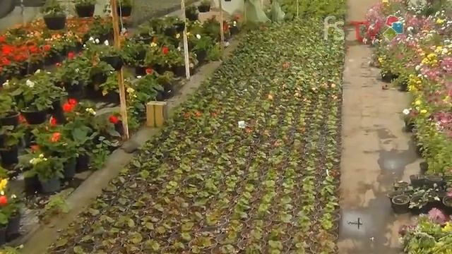 Mauro Chávez Ecoflor смотреть онлайн