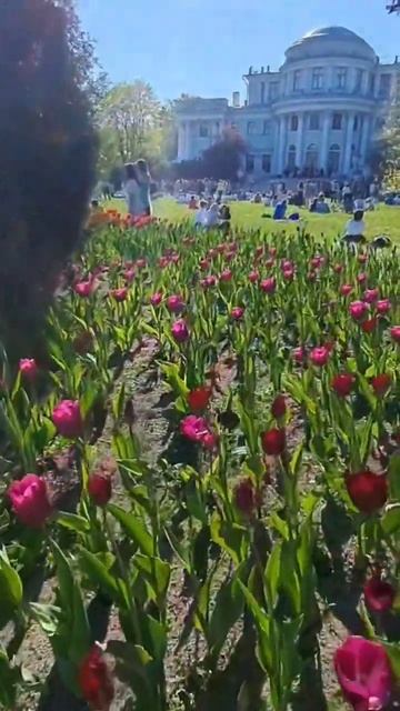 Атмосфера фестиваля тюльпанов на Елагином острове в Санкт-Петербурге особая- душевная смотреть онлайн