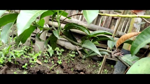 All time's mango tree with fruit and flowering.Baro mashi mango 🥭. смотреть онлайн