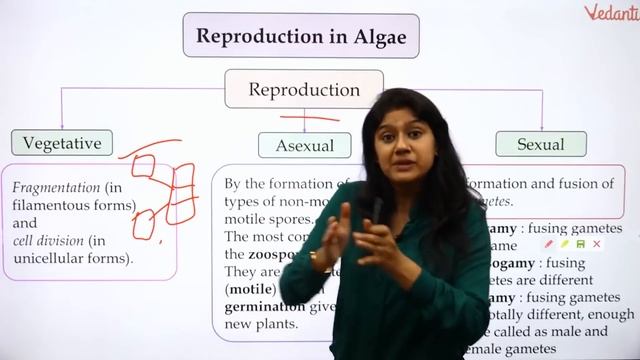 Plant Kingdom class 11 NCERT Biology in Hindi | NEET 2020 | NEET Biology | Ankita Sharma Ma'am смотреть онлайн