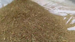 Уборка кориандра!!! 🐝🍯🌞🌱