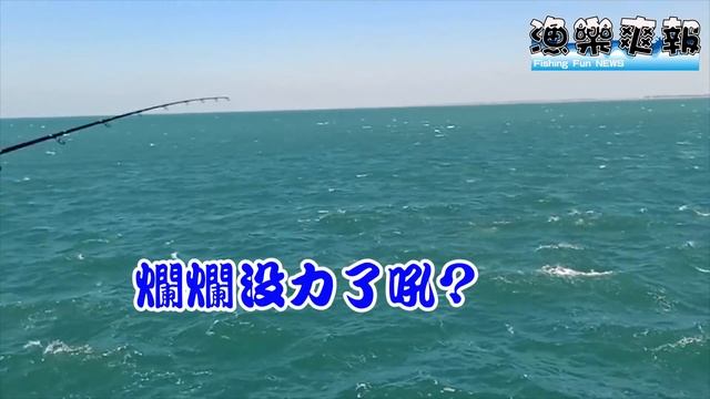 台南安平北堤出線出到懷疑人生 可怕的巨大魚釣場 漁港遇到兇猛的大魚 超大飛扁海鰱 豬年賀歲大三元（上）Elops hawaiensis 漁樂爽報 (Fishing Fun News)【釣魚】EP17