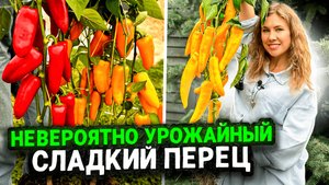 НЕВЕРОЯТНО УРОЖАЙНЫЙ СЛАДКИЙ ПЕРЕЦ ДЛЯ ВЫРАЩИВАНИЯ, ПОЗАВИДУЮТ ВСЕ СОСЕДИ НА ДАЧЕ