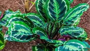 The 5 Most Popular House Plants of 2025 - Trending House Plants