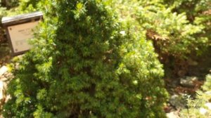 Picea abies 'Tompa' smrk ztepilý čarověník