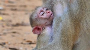 Oops!! Monkey Luna get Lucie away and grab Leo from Libby to breastfeed instead of her own b