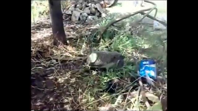 Кау ежиха ежат переносила
