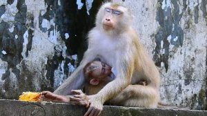 Oops!! Monkey Luna get Lucie away and grab Leo from Libby to breastfeed instead of her own b