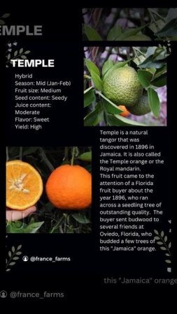 Hybrid is not only about cars…Temple Tangor. #citrus #agriculture