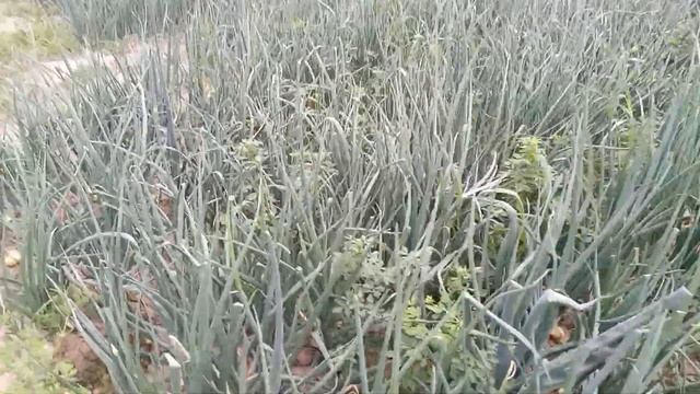 25 апреля 2024 г. смотреть онлайн