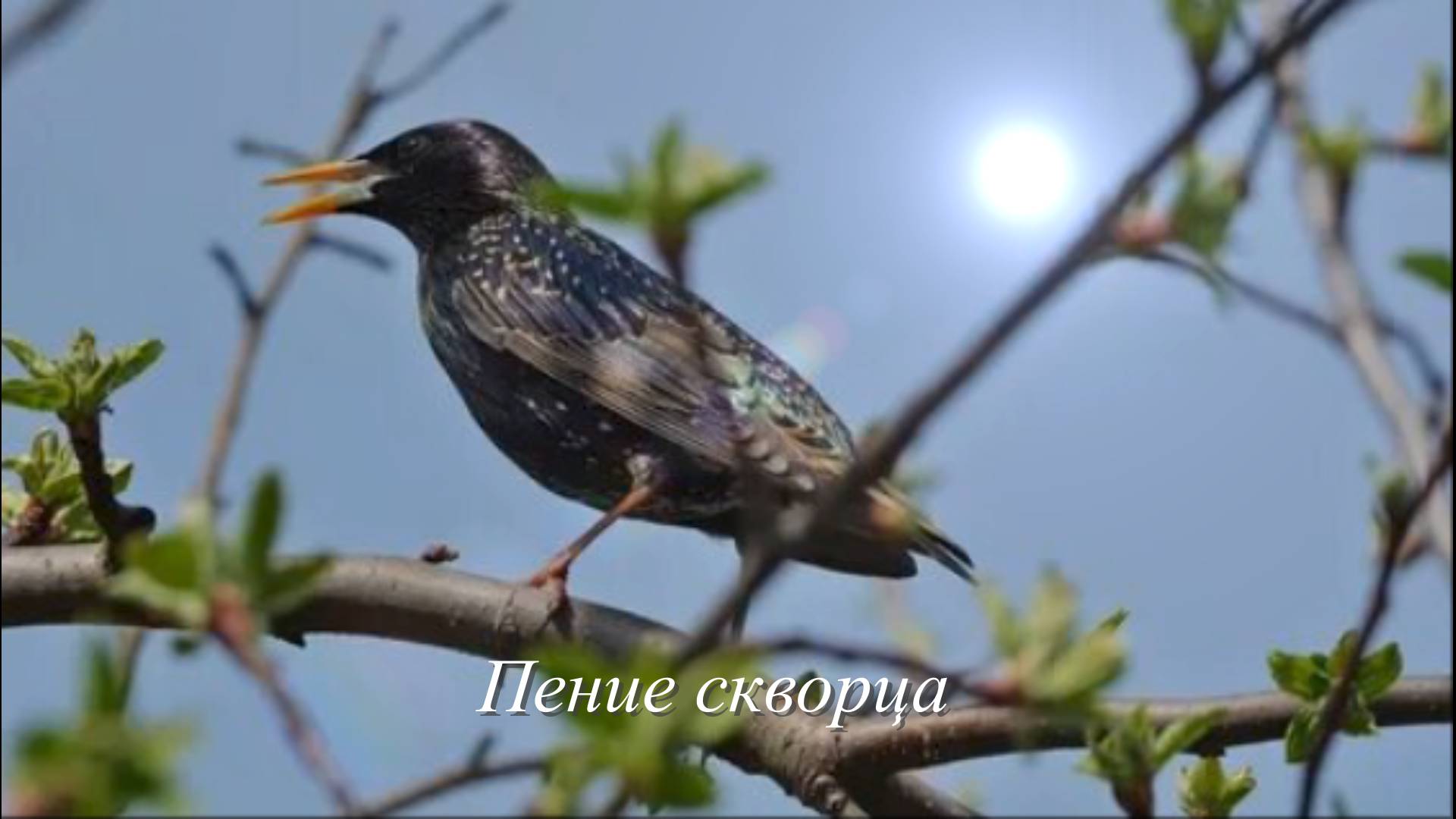 Звук
