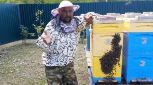 Как Вывести Пасеку из Ройки на Любой Стадии!!!