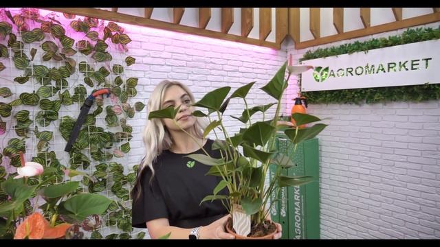 ДОВГОКВІТУЧИЙ АНТУРІУМ | Кімнатна рослина з серцеподібною квіткою | Agro-Market.ua