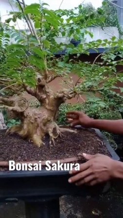 Bonsai sakura, #bonsailife #bonsai #plant #youtubeshorts #bonsaiindonesia #religion #shorts