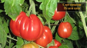 Томат сорта Пузата хата